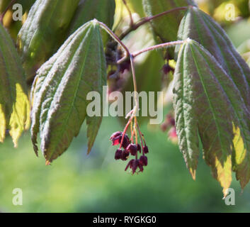 Acer rubrum ein Cluster von roten Blüten und Blätter entfaltet im Frühjahr das Morgenlicht. Stockfoto