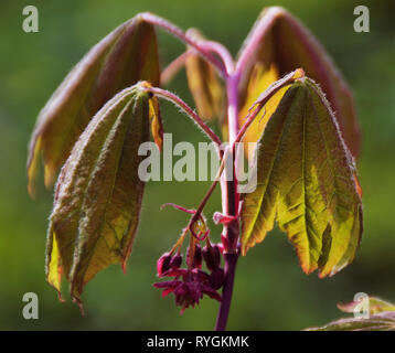 Acer rubrum Red maple mit Hintergrundbeleuchtung Stockfoto