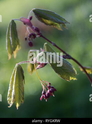 Cluster von Acer rubrum Blumen und neue Blätter weht im Wind wie Vögel aus Stockfoto