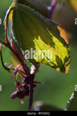 Acer rubrum, das wie eine Tiffany Lampe Schatten Stockfoto