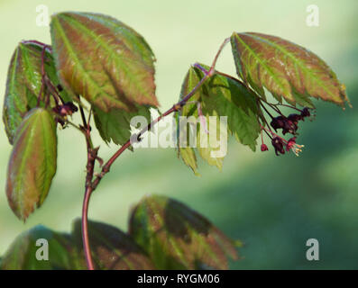 Rot Acer oder Acer rubrum Stockfoto