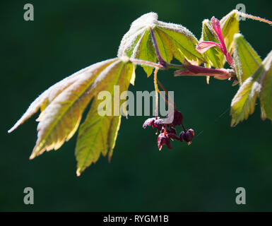 Red Maple Blumen, Acer rubrum Stockfoto