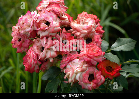 Pfingstrose Baumpäonie im Park rote Gerbera frische Stockfoto