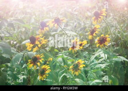 Wind biegen Halme von Rudbeckia hirta var pulcherrima in einem Feld Stockfoto