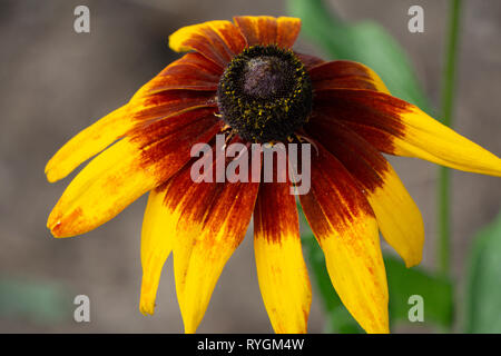 Rudbeckia hirta var pulcherrima Stammzellen Susan blumig Stockfoto