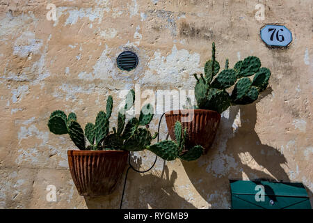 Gesunden grünen Kakteen wachsen in Braun Terracotta Töpfen unter der warmen Sommersonne in Matera, Italien. Straßenschild alte Nummer 76, 76 auf der Steinmauer Stockfoto