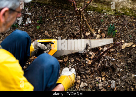 Mann Beschneidung Rosen im Hof in der Nähe nach oben Stockfoto