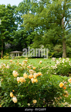 Gelbe Rosen im Gelände Stockfoto