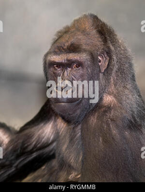 Nach weiblichen westlichen Flachlandgorilla portrait Stockfoto