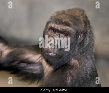 Nach weiblichen westlichen Flachlandgorilla portrait Stockfoto