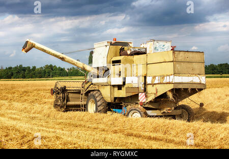 Mähdrescher im Weizenfeld. Stockfoto