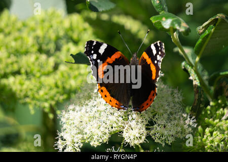 Schmetterling mit Blume. Red Zenia und Schmetterling Urtikaria Stockfoto