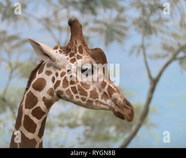 Closeup Profil der Kopf einer Giraffe gegen den Hintergrund der Bäume und der blaue Himmel Stockfoto