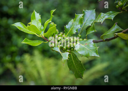 Wunderschönen grünen Garten auf Inish Beg Stockfoto