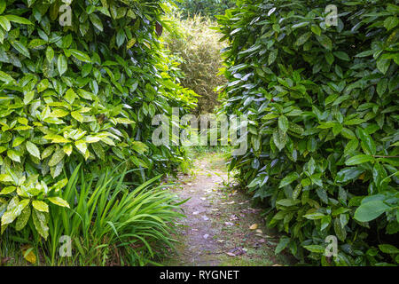 Wunderschönen grünen Garten auf Inish Beg Stockfoto