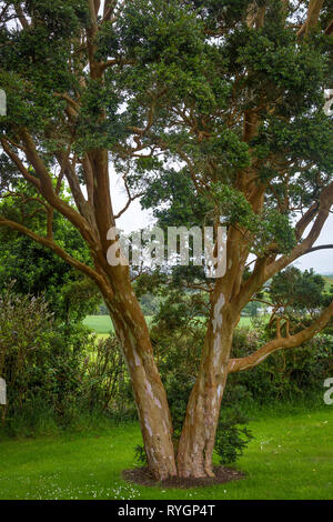 Wunderschönen grünen Garten auf Inish Beg Stockfoto