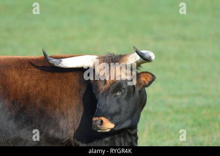 Auerochsen (Bos primigenius) stehen auf einer Wiese - Porträt - Han-sur-Lesse - Belgien Stockfoto