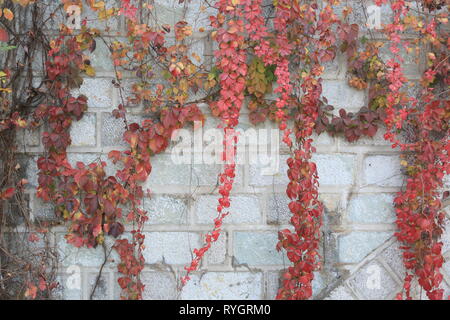 Helle hängende Blätter, Liaocheng City, Provinz Shandong, China. Stockfoto