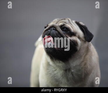 Porträt eines Mops - Hund Stockfoto