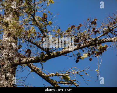 Knorrige Stamm des Baumes mit Moos und Tannenzapfen auf blauen Himmel Stockfoto