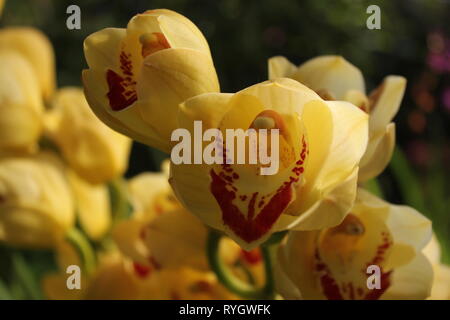 Blendend helle gelbe Cymbidium orchid hybrid Blume. Stockfoto