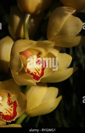 Blendend helle gelbe Cymbidium orchid hybrid Blume. Stockfoto