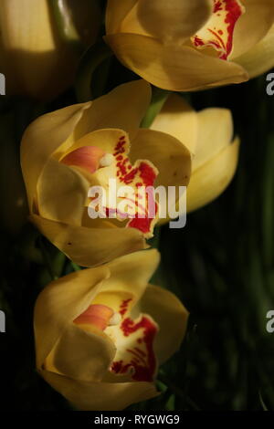 Blendend helle gelbe Cymbidium orchid hybrid Blume. Stockfoto