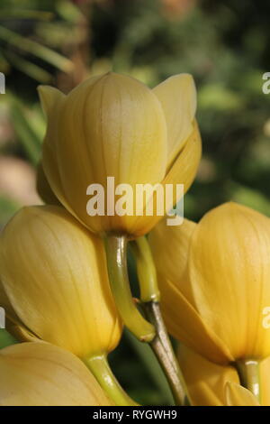 Blendend helle gelbe Cymbidium orchid hybrid Blume. Stockfoto