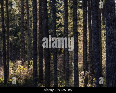 Dark Tree trunks und hellen grünen Unterholz im Frühjahr am Nachmittag Stockfoto