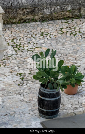 Gesunden grünen Kakteen wachsen in Braun terracotta Topf und alten Holzfass unter der warmen Sommersonne in Matera, Italien auf Terrasse aus Stein Stücke Stockfoto