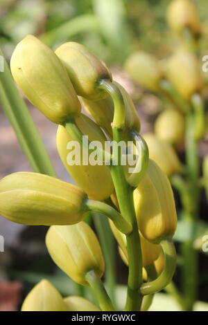 Blendend helle gelbe Cymbidium orchid hybrid Blume. Stockfoto