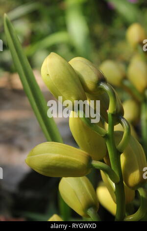 Blendend helle gelbe Cymbidium orchid hybrid Blume. Stockfoto
