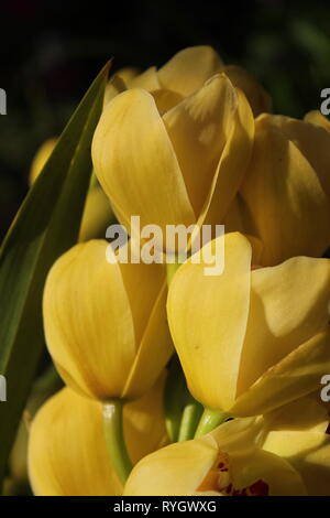 Blendend helle gelbe Cymbidium orchid hybrid Blume. Stockfoto