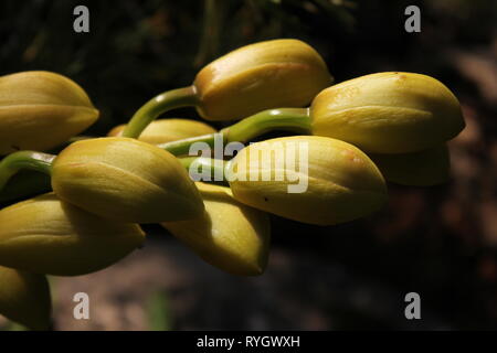 Blendend helle gelbe Cymbidium orchid hybrid Blume. Stockfoto