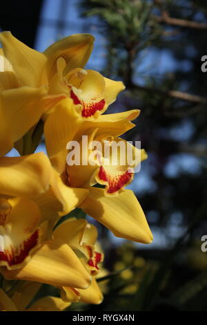 Blendend helle gelbe Cymbidium orchid hybrid Blume. Stockfoto