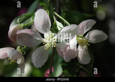 Prunus subhirtella, Prunus pendula, Prunus autumnalis, Winter flowering cherry, Cherry, Cherry, oder Higan rosebud Kirsche. Stockfoto