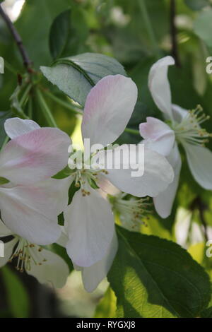 Prunus subhirtella, Prunus pendula, Prunus autumnalis, Winter flowering cherry, Cherry, Cherry, oder Higan rosebud Kirsche. Stockfoto