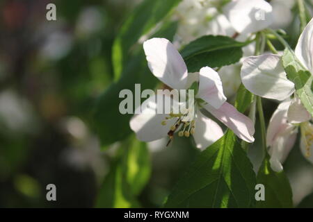 Prunus subhirtella, Prunus pendula, Prunus autumnalis, Winter flowering cherry, Cherry, Cherry, oder Higan rosebud Kirsche. Stockfoto