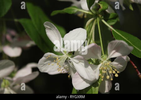 Prunus subhirtella, Prunus pendula, Prunus autumnalis, Winter flowering cherry, Cherry, Cherry, oder Higan rosebud Kirsche. Stockfoto