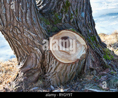 Baum mit Ast gesägt, Schweden, Skandinavien Stockfoto