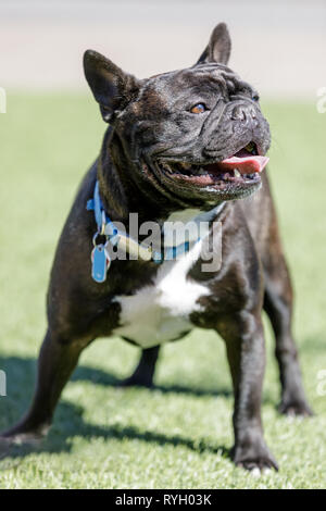 Brindle weiße Frenchie Männlich stehend und Wegsehen. Stockfoto