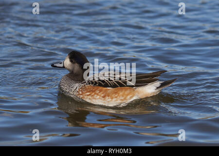 Single Chiloe Pfeifente (Mareca sibilatrix) Schwimmen auf einem Teich an Slimbridge in Gloucestershire, Vereinigtes Königreich Stockfoto