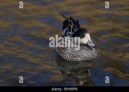 Single Chiloe Pfeifente (Mareca sibilatrix) Schwimmen auf einem Teich an Slimbridge in Gloucestershire, Vereinigtes Königreich Stockfoto