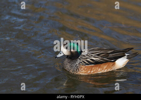 Single Chiloe Pfeifente (Mareca sibilatrix) Schwimmen auf einem Teich an Slimbridge in Gloucestershire, Vereinigtes Königreich Stockfoto