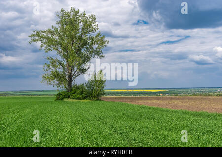 Frühling Landschaft mit einem landwirtschaftlichen Kulturen Feld und einsamer Baum im Inneren vor dem Gewitter Stockfoto
