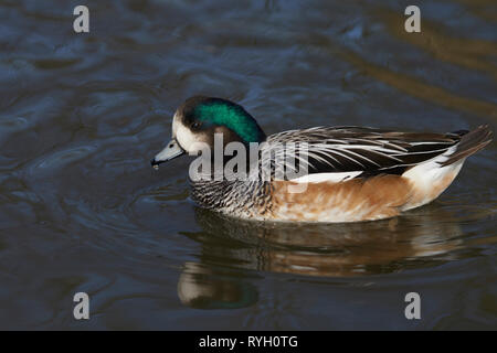 Single Chiloe Pfeifente (Mareca sibilatrix) Schwimmen auf einem Teich an Slimbridge in Gloucestershire, Vereinigtes Königreich Stockfoto