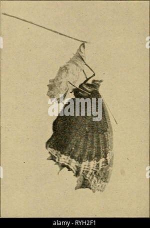 Elementare Entomologie elementaryentom 00 sand Jahr: 1912 66 elementare Entomologie wird sich winden, ein wenig, aber ansonsten bleibt es stumm und hilflos. Auf der Innenseite, jedoch sind die Gewebe werden in solch eine wundervolle Weise, dass in etwa zwei Wochen vor der Mumie Fall, in dem die Raupe eingegeben, kommt ein schöner Schmetterling. Wenn Sie zum ersten Mal bricht die Mumie Shell seine Flügel sind sehr klein, obwohl sein Körper, "Fühler", und die Beine sind gut entwickelt. Durch sie Letzterer die leere Puppe festhält, während die Flügel erweitern. Ein Schmetterling in dieser Position, mit ihren Flügeln Nea Stockfoto