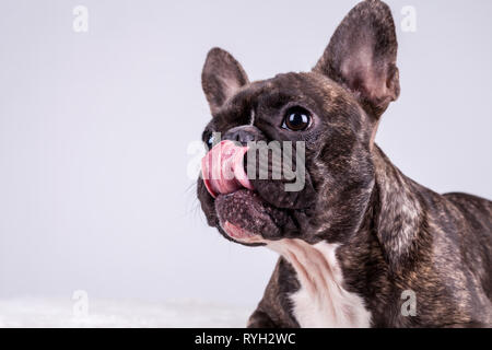 Süße braune Französische Bulldogge leckte sich die Nase ganz nah Stockfoto