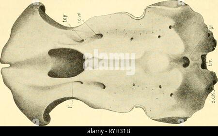 Die knorpelfischen Fische elasmobranchfish 03 dani Jahr: 1934 54 Die KNORPELFISCHEN FISCHE - V o d^^ m fi^'. O^?^ bJD.^ rt o2 bJO = 4 - (&lt; EIN p2cs^ CO Stockfoto