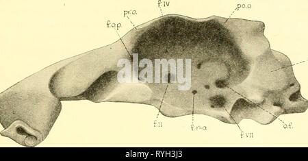 Die knorpelfischen Fische elasmobranchfish 03 dani Jahr: 1934 Das ELASMOBRANCII FISCHE 59-t.&lt; Bild. 66. Der CraniuiJi Ileterodontus Francisci, Seitenansicht. (Diniean Überstreifen, Del.) Stockfoto
